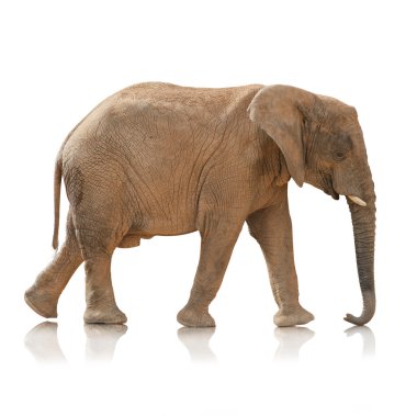 Portrait Of An Elephant Bull  clipart